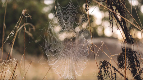 Banner Picture